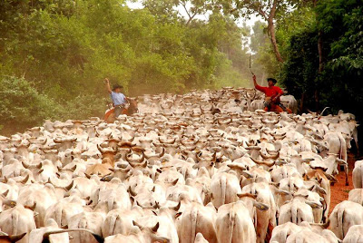 Homem e pecuária não aumentam metano no ar ‒ “Comunismo verde” busca outro pretexto contra o agronegócio