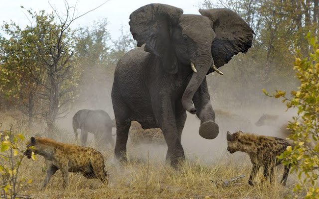 Elefanta defende filhote contra bando de hienas