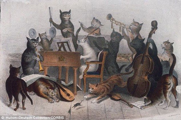 Gatos “odeiam” heavy metal e “adoram” os compositores clássicos