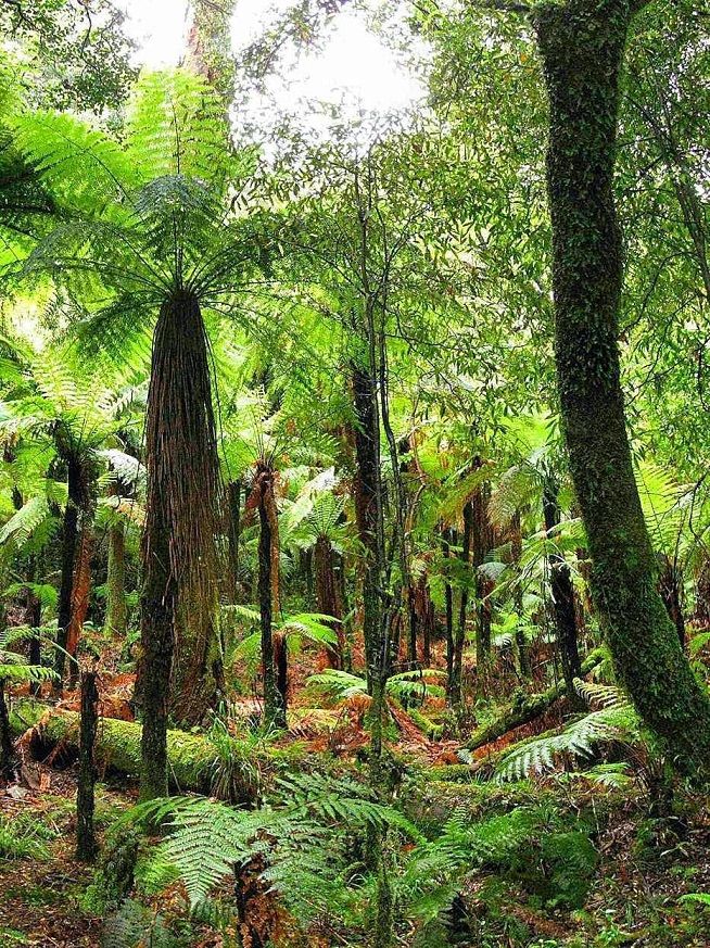 Florestas tropicais crescem mais rápido com aumento de emissões de CO2