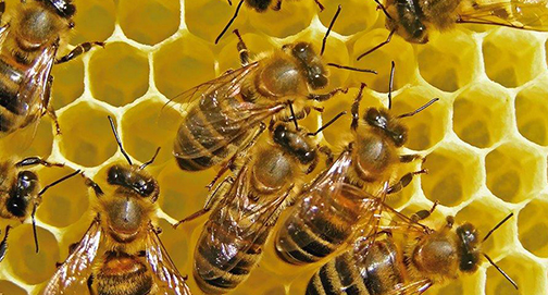 Política de abelha