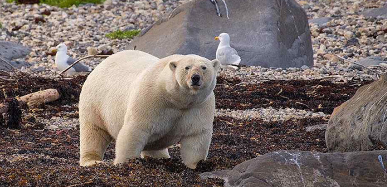 Problema dos ursos polares ‘em extinção’: estão gordos e numerosos demais