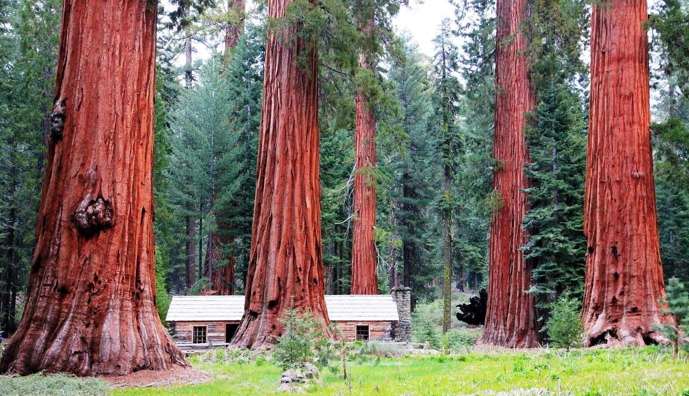 Sequoias, ecologia e os Evangelhos