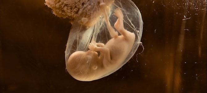 Médicos e cientistas comprovam: a vida humana começa no momento da concepção