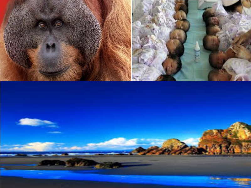 Contradições (aberrantes) de ecologistas radicais: defesa de orangotangos e promoção do aborto